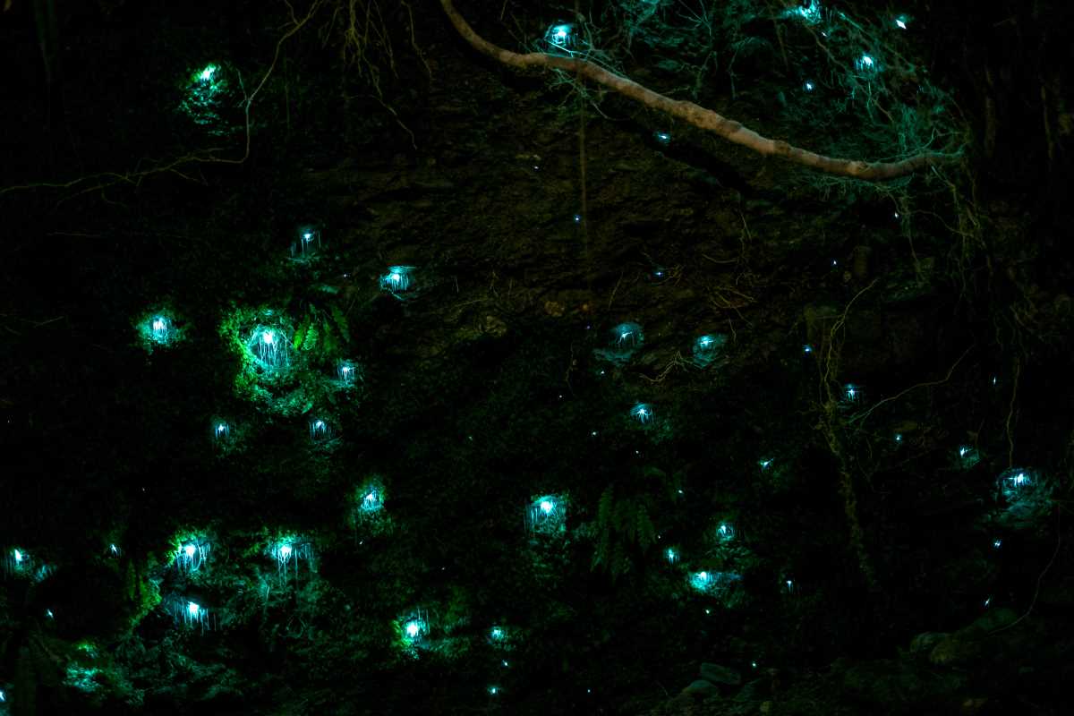 Ancient Forest Trails Preserved by Local Folklore