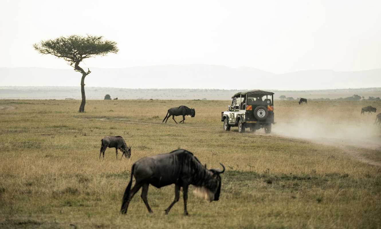 Wild Encounters: The Thrill of an African Safari Experience